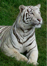 [GIF] tigre 1