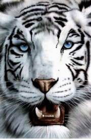 [GIF] tigre2